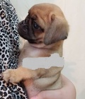 Hình ảnh: Chó pug thuần chủng