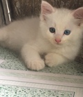 Hình ảnh: Cần thanh lý 1 Bé Mèo ALD  trắng mắt 2 màu 2 triệu