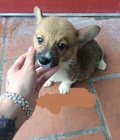 Hình ảnh: Bé Corgi Đực 2 tháng tuổi màu vàng trắng ạ