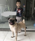 Hình ảnh: Chó pug đực