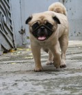 Hình ảnh: bán chó pug cái trưởng thành