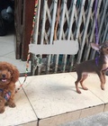 Hình ảnh: Poodle cái 4.5 tháng