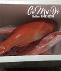 Hình ảnh: Cá mú đỏ nhiều chất dinh dưỡng, rất tốt cho thai phụ