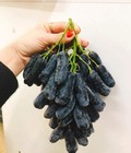Hình ảnh: Bán giống cây Nho đen trái dài Úc nhập khẩu