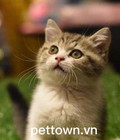 Hình ảnh: Bán mèo scottish cực đáng yêu