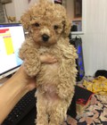 Hình ảnh: Poodle thuần vàng kem giá học sinh