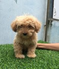 Hình ảnh: Poodle lai giá mềm