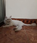 Hình ảnh: Cần nhượng lại em mèo ald cái trắng muốt 1 tuổi
