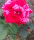 Hình ảnh: Hoa hồng julio