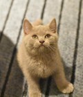 Hình ảnh: Mèo Anh lông ngắn thuần chủng mầu lilac