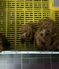Hình ảnh: Toy Poodle thuần chủng, chó nhà tự đẻ 