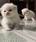Hình ảnh: 2 Bé Mèo Anh LD màu trắng 1 tháng tuổi