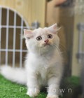 Hình ảnh: Tìm chủ cho bé mèo trắng kem đáng yêu