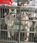 Hình ảnh: trại chó HOÀNG DŨNG  bán 2 chú chó husky cái trưởng thành