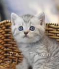 Hình ảnh: Thiên thần mèo scottish siêu xinh