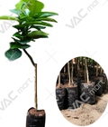 Hình ảnh: Cung cấp giống bưởi da xanh chất lượng