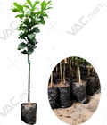 Hình ảnh: Cây giống bưởi diễn chuẩn