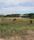 Hình ảnh: 1500m2 đất ngang 50m dài 30m Đường nhựa 10m, SHR