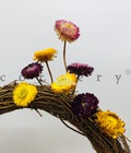 Hình ảnh: Combo 30 Bông cúc khô nguyên phụ liệu trang trí phòng khách 