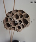 Hình ảnh: 10 Đài sen khô -Nguyên Phụ liệu phụ kiện cắm hoa khô đẹp