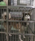 Hình ảnh: trại chó HOÀNG DŨNG bán chú chó husky cái tơ