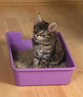 Hình ảnh: Cát vệ sinh cho mèo