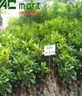 Hình ảnh: Giống bưởi da xanh miền nam