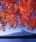 Hình ảnh: Tour ngắm lá vàng núi Phú Sĩ 3.400.000/khách