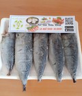 Hình ảnh: Cá Ngừ Nhỏ