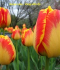 Hình ảnh: Củ hoa TULIP Hà Lan têt 2019