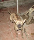 Hình ảnh: Trạ chó phú quốc thuần chủng hoàng mai