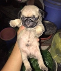 Hình ảnh: Pug mặt xệ