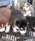 Hình ảnh: trại chó Hoàng Dũng bán  bầy Husky con