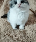 Hình ảnh: Mèo scottish fold