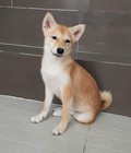 Hình ảnh: Chó mặt cười SHIBA INU - Quốc khuyển Nhật