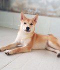 Hình ảnh: Chó mặt cười SHIBA INU - Quốc khuyển Nhật