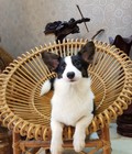Hình ảnh: Corgi Cardigan - Giống chó quý tộc