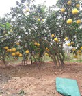 Hình ảnh: Bán Giống Cây và Quả Bưởi Diễn, cam canh, cây Lâu Năm , sai quả Đất Phú Diễn