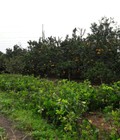 Hình ảnh: Bán  Bưởi Diễn quả và cây giống, Cam Canh, Cực Ngọt