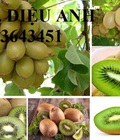 Hình ảnh: Cây giống kiwi xanh, cây  giống kiwi vàng chất lượng cao