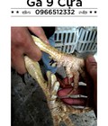 Hình ảnh: Gà Chín cựa- gà 9 cựa