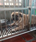 Hình ảnh: bán chó pug đực 12 tháng tuổi