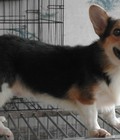 Hình ảnh: cần bán bầy chó corgi cai 7 thang tuoi