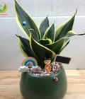 Hình ảnh: Chậu cây lưỡi hổ