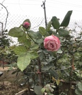 Hình ảnh: Hoa hồng leo Hải Phòng