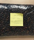 Hình ảnh: Cây giống cát sâm, hạt giống cát sâm