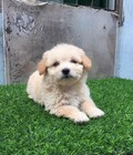 Hình ảnh: Poodle lai Nhật tiêm phòng