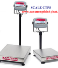 Hình ảnh: Cân bàn điện tử ohaus T 31P 500kg/ 0,1kg