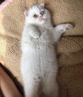 Hình ảnh: Mèo Scottish fold 2 mắt 2 màu