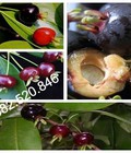 Hình ảnh: Cây giống Cherry Brazil - chuẩn giống- HVNN VIỆT NAM